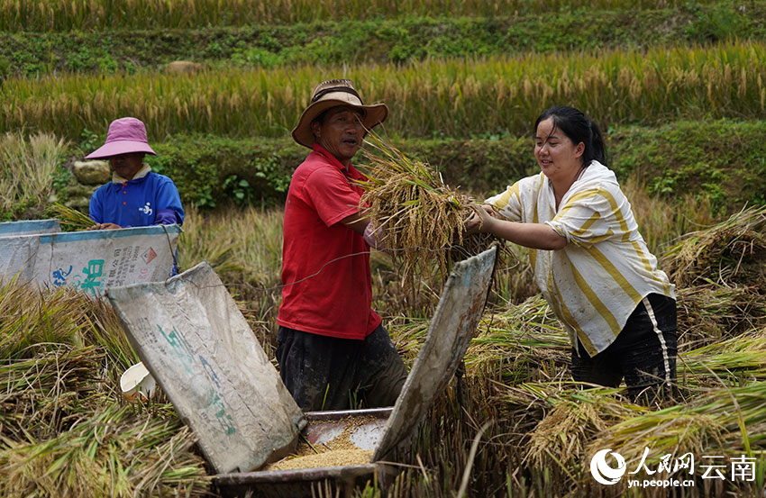 Rice ripens on terraced fields in SW China's Yunnan