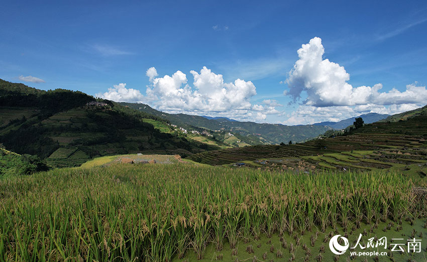 Rice ripens on terraced fields in SW China's Yunnan