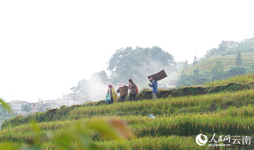 Rice ripens on terraced fields in SW China's Yunnan