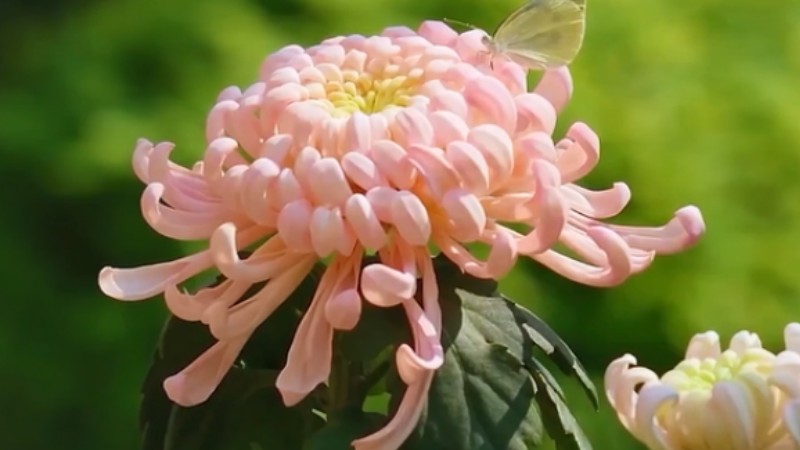 Eternal Blooms: Traditional Chinese wooden flowers