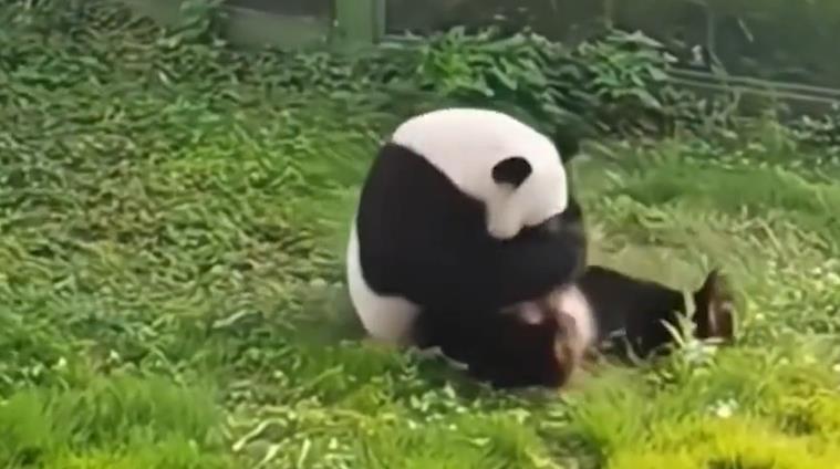 Playful panda somersaults down a hill