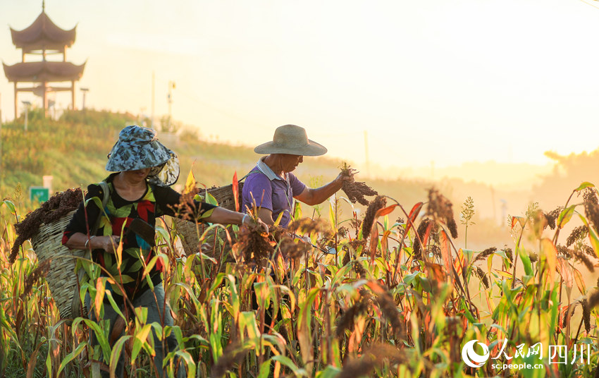 In pics: Autumn harvest in SW China's Sichuan