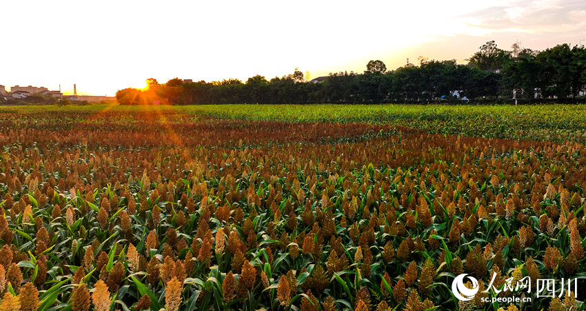 In pics: Autumn harvest in SW China's Sichuan