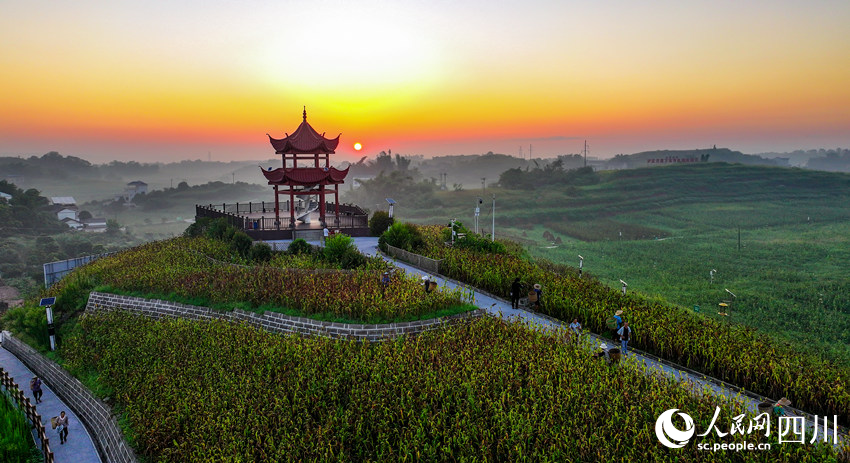 In pics: Autumn harvest in SW China's Sichuan