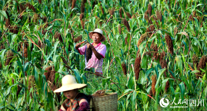 In pics: Autumn harvest in SW China's Sichuan