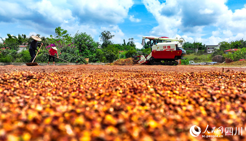 In pics: Autumn harvest in SW China's Sichuan