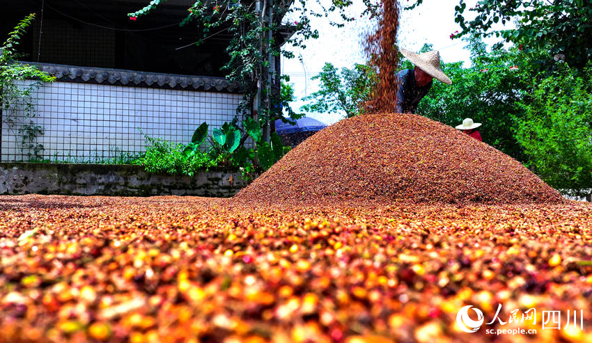 In pics: Autumn harvest in SW China's Sichuan