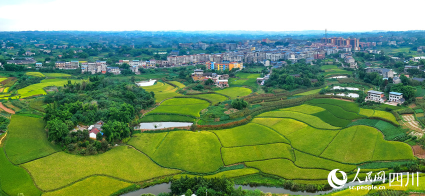 In pics: Autumn harvest in SW China's Sichuan