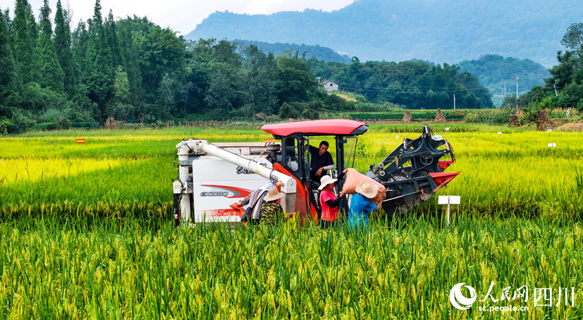 In pics: Autumn harvest in SW China's Sichuan