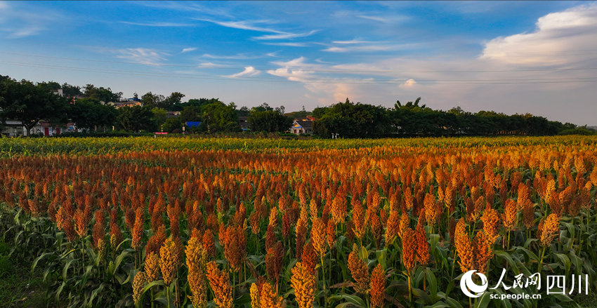 In pics: Autumn harvest in SW China's Sichuan