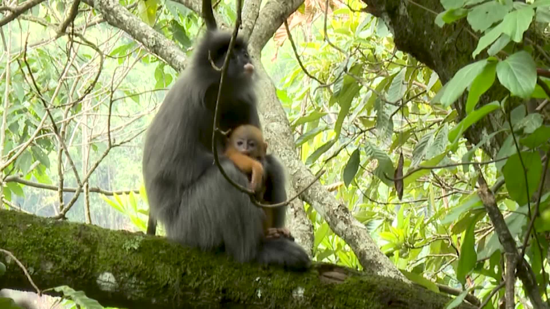 Indochinese gray langurs spotted in SW China's Yunnan