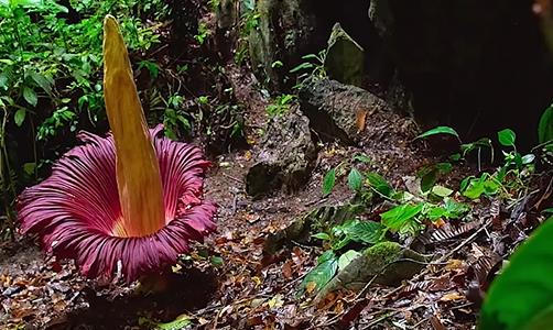Trending in China | The corpse flower, a superstar for its stench