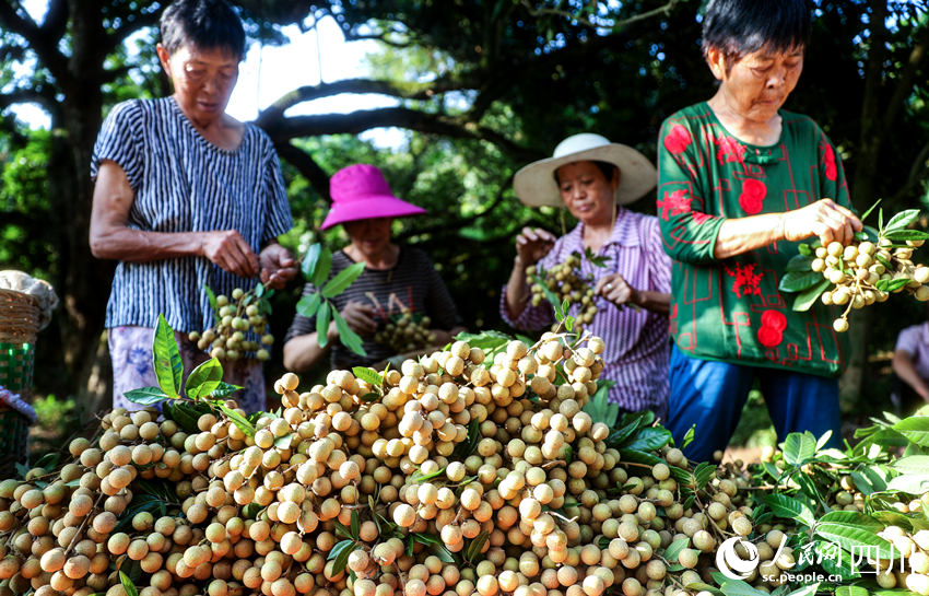 Farmers harvest longans in Luzhou, SW China's Sichuan