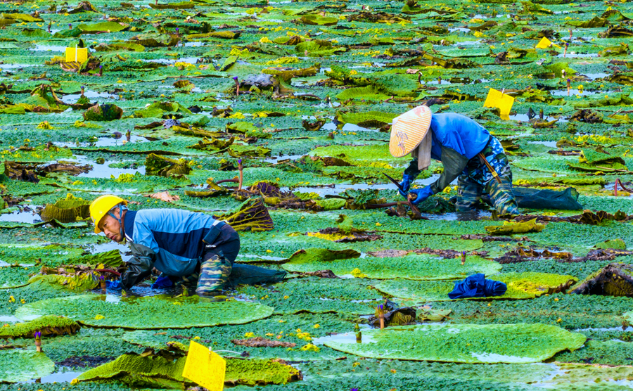 Prickly waterlily seeds become major industry of district in Huaian, E China's Jiangsu