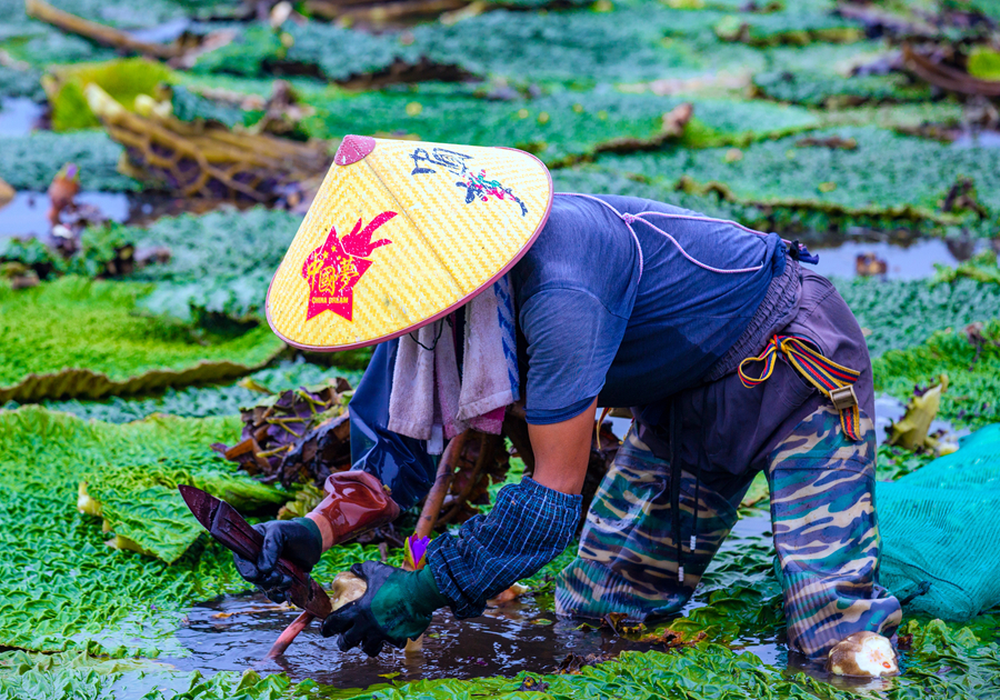 Prickly waterlily seeds become major industry of district in Huaian, E China's Jiangsu