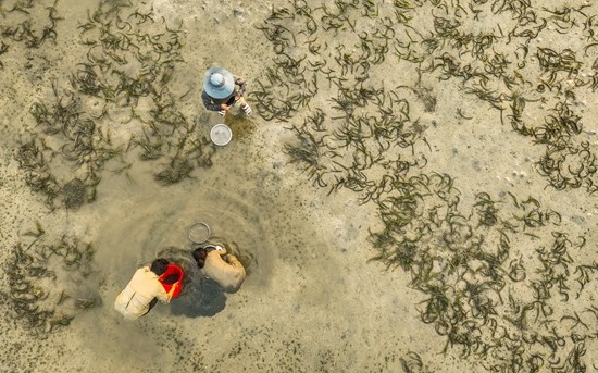 Xiamen University's young researchers explore seaweed's role in carbon capture