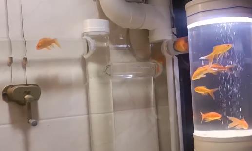Think out outside the tank! Man creates aquarium maze for fish with acrylic, pvc pipes