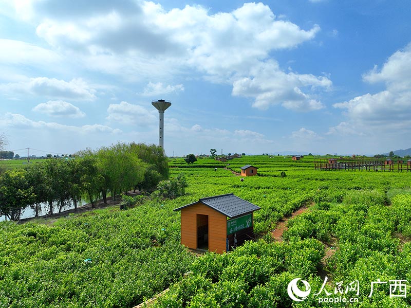 Prosperous jasmine industry boosts rural revitalization in Hengzhou, S China's Guangxi