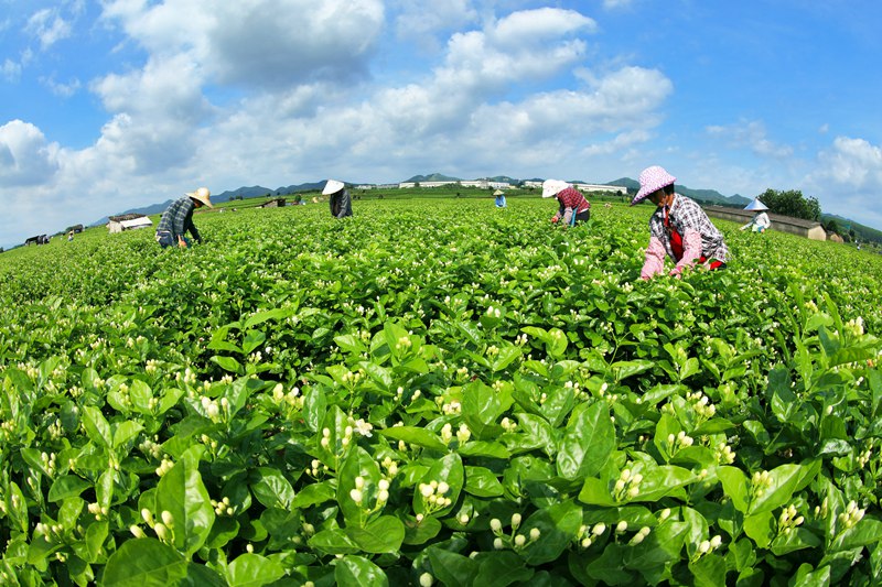 Prosperous jasmine industry boosts rural revitalization in Hengzhou, S China's Guangxi