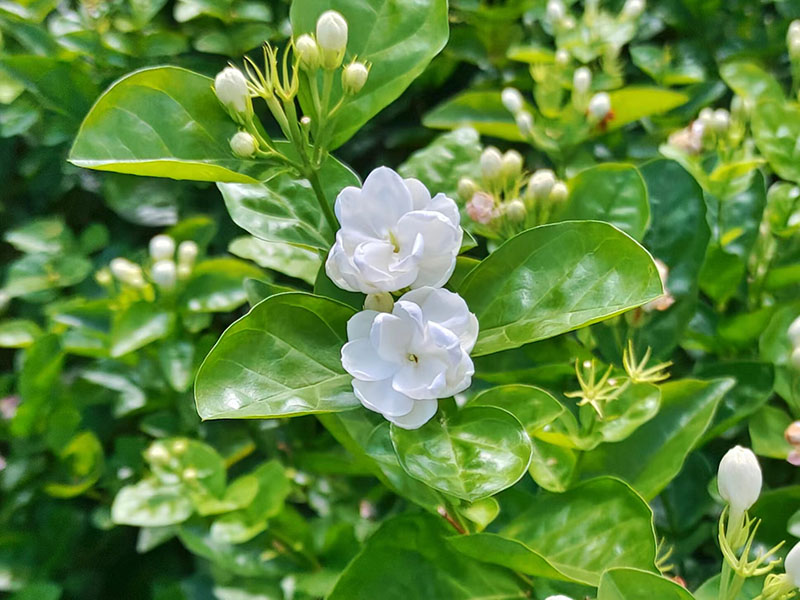 Prosperous jasmine industry boosts rural revitalization in Hengzhou, S China's Guangxi