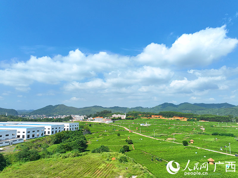 Prosperous jasmine industry boosts rural revitalization in Hengzhou, S China's Guangxi