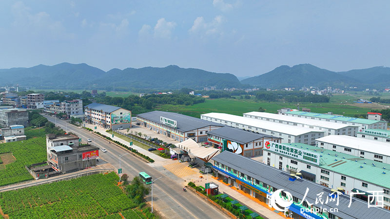 Prosperous jasmine industry boosts rural revitalization in Hengzhou, S China's Guangxi