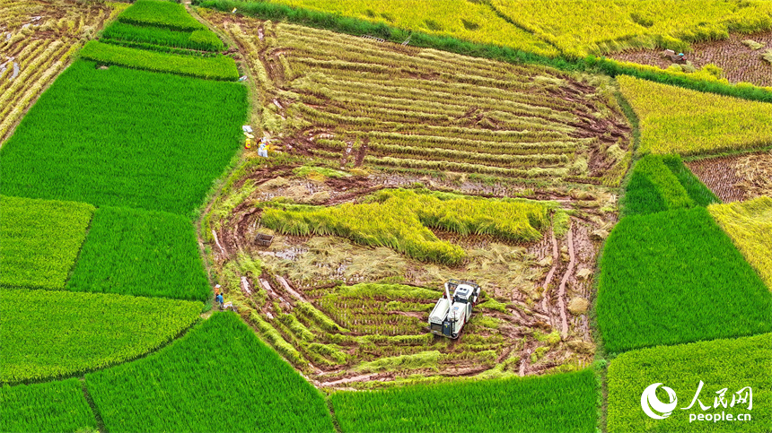 In pics: villagers harvest rice in E China's Jiangxi