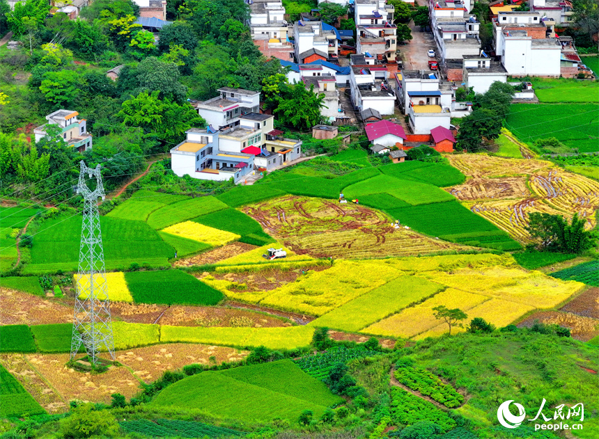 In pics: villagers harvest rice in E China's Jiangxi