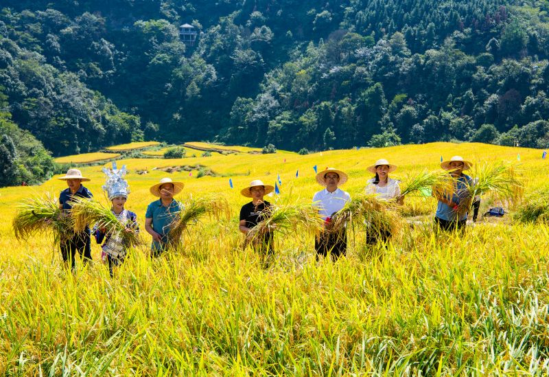 In pics: villagers holds ceremony for harvesting rice in C China's Hunan