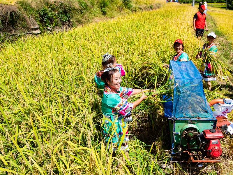 In pics: villagers holds ceremony for harvesting rice in C China's Hunan