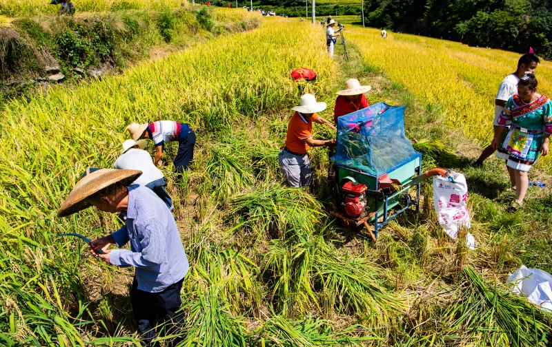 In pics: villagers holds ceremony for harvesting rice in C China's Hunan