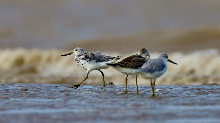 Discover beauty of biodiversity at coastal wetlands in E China's Jiangsu