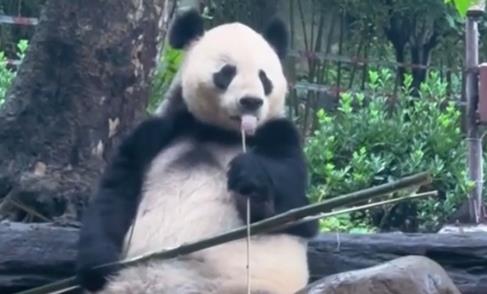 Panda sticks out tongue to amuse tourists
