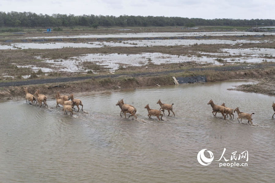 In pics: Milu deer at nature reserve in E China's Jiangsu