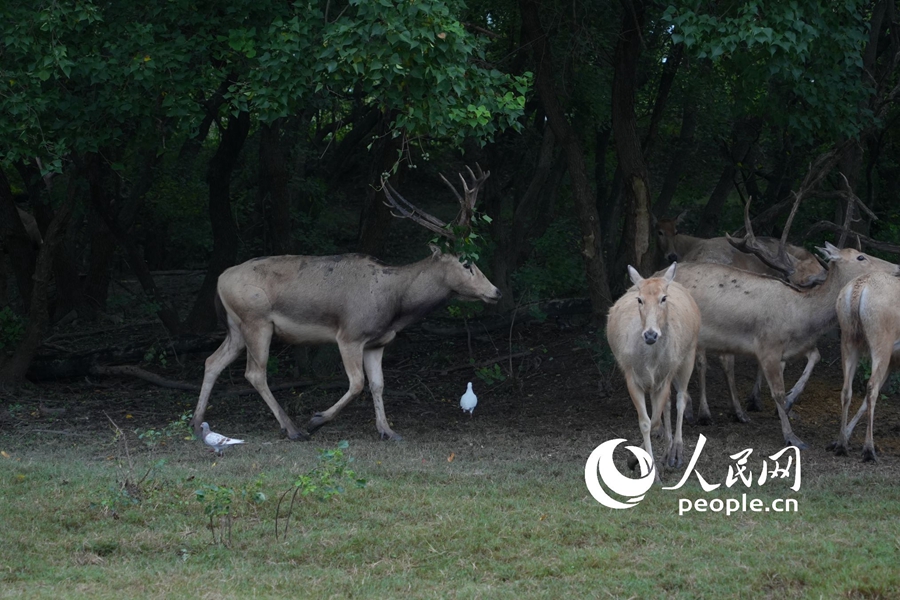 In pics: Milu deer at nature reserve in E China's Jiangsu