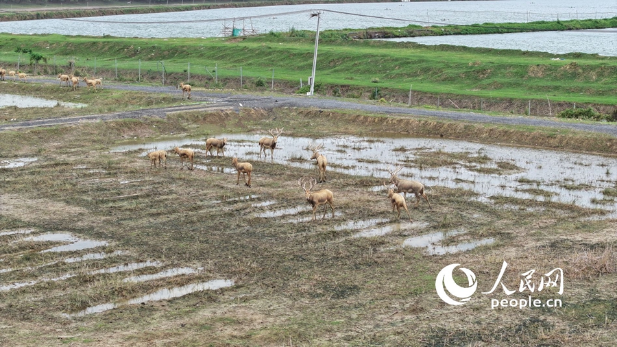 In pics: Milu deer at nature reserve in E China's Jiangsu