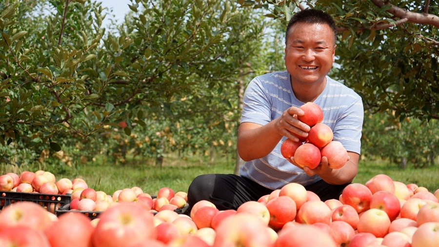 Farmers harvest apples in NW China's Shaanxi