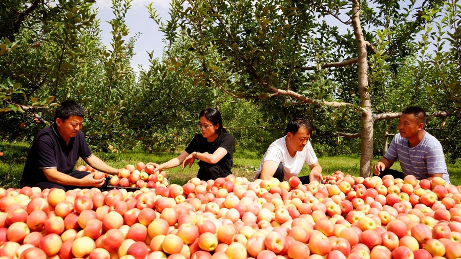 Farmers harvest apples in NW China's Shaanxi