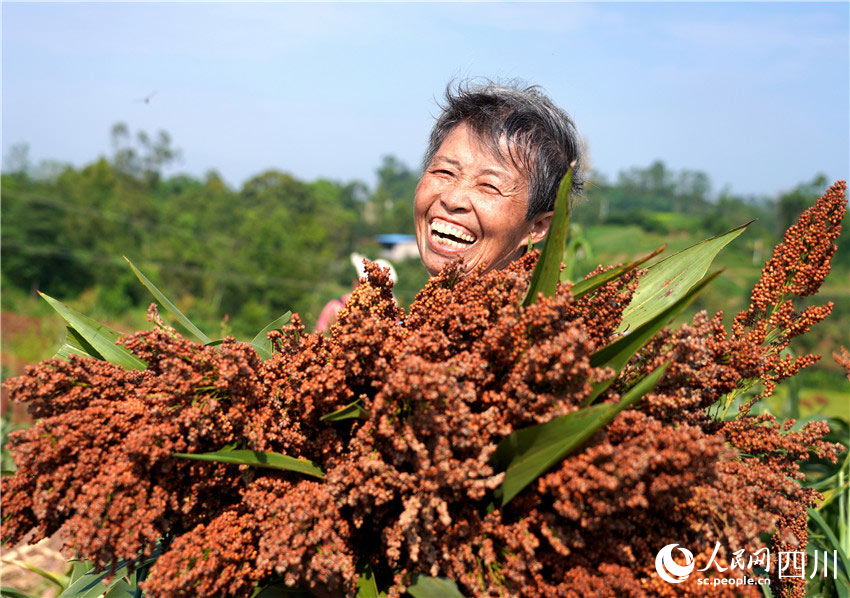 In pics: Autumn harvest in Renshou, SW China's Sichuan