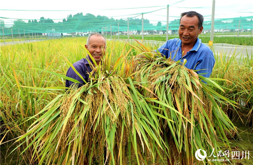 In pics: Autumn harvest in Renshou, SW China's Sichuan