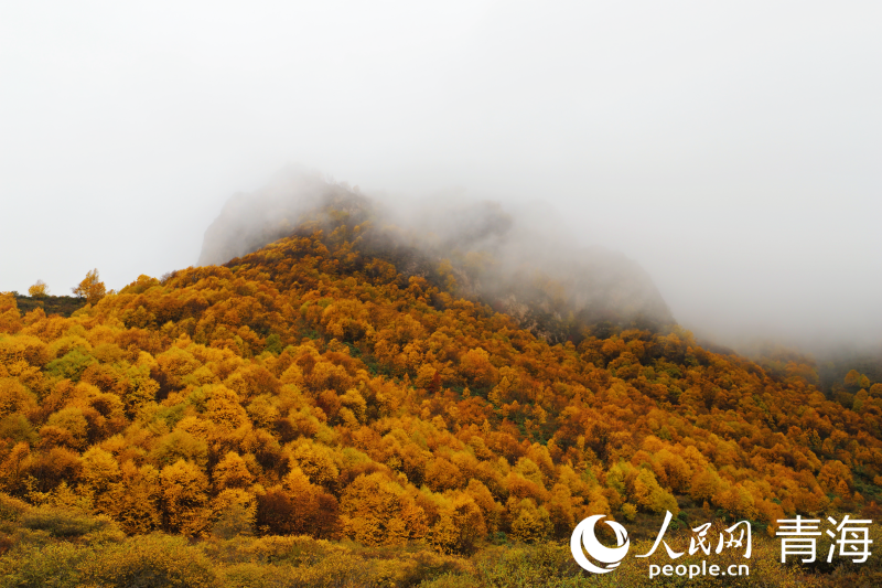 In pics: picturesque autumn scenery at Qunjia National Forest Park in NW China's Qinghai