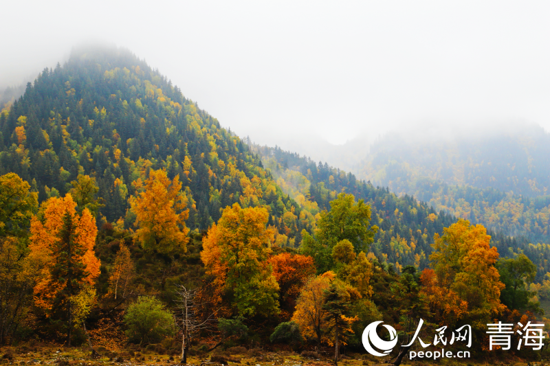 In pics: picturesque autumn scenery at Qunjia National Forest Park in NW China's Qinghai