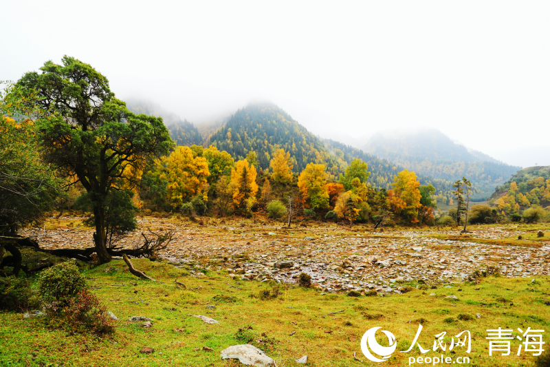 In pics: picturesque autumn scenery at Qunjia National Forest Park in NW China's Qinghai