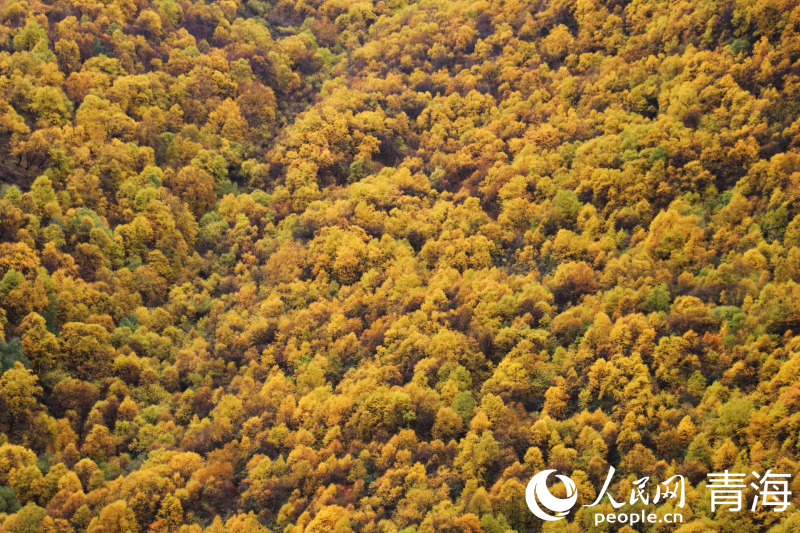 In pics: picturesque autumn scenery at Qunjia National Forest Park in NW China's Qinghai