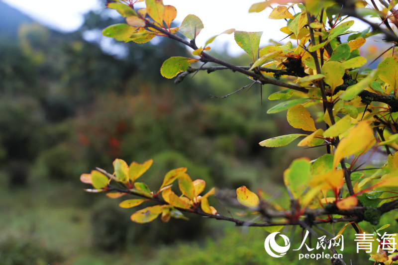 In pics: picturesque autumn scenery at Qunjia National Forest Park in NW China's Qinghai