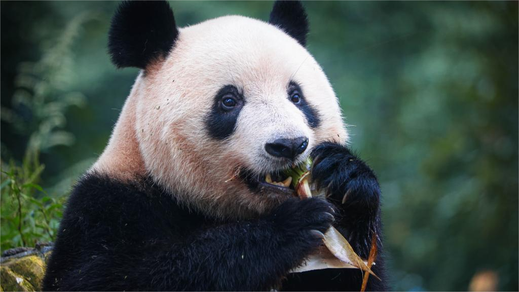 Adorable, clean panda delicately wipes its face using a towel