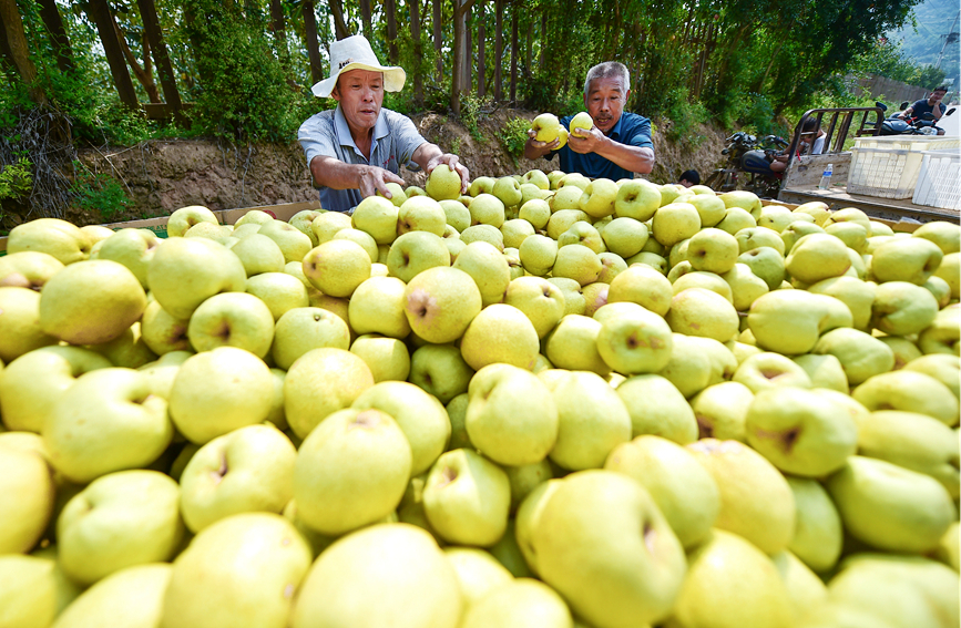 Pears enter harvest season in Luoyang, C China's Henan