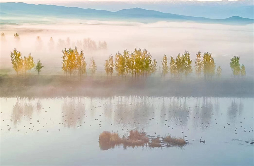 Morning mist transforms wetlands in Zhaosu, China's Xinjiang into 'Chinese ink wash painting'