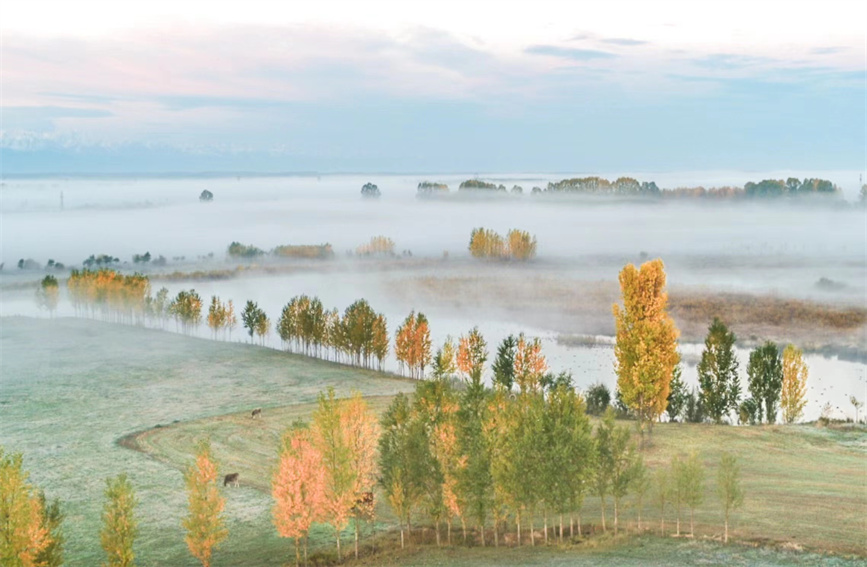 Morning mist transforms wetlands in Zhaosu, China's Xinjiang into 'Chinese ink wash painting'