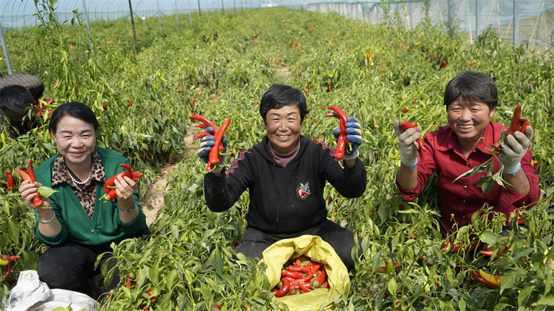 Chili peppers generate wealth for county in NW China's Shaanxi